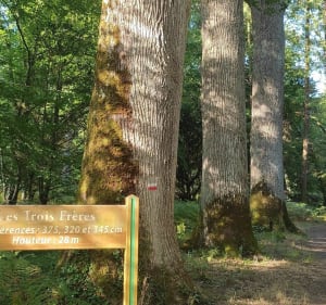 Sentier des sources - Montereau - 2