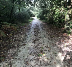 Tour de la forêt de la Coubre - Laurent - 4