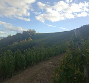 Sentier des vignes, sur les hauteurs d'Ampuis - Ampuis - 2