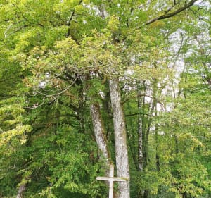 Le sentier du guêpier - Elisabeth - 3