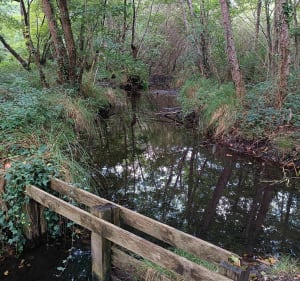 Boucle du côté Est du Lac de Léon - Marion - 3