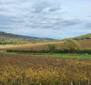 Vignes et forêts par Mellecey - Mellecey - 2