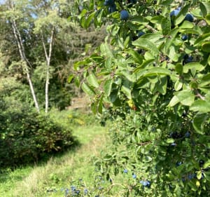 Boucle champêtre et forestière à Courcelles-sur-Nied - Thyphanie - 3