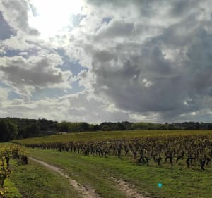 De Vertou à la La Haie-Fouassière par le Château Thebaud Sèvre et Maine - Arnaud - 3