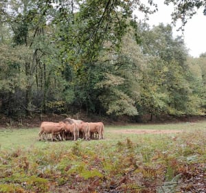 Variante boucle du lac de Cognac-la-Forêt par St Auvent - Cognac-la-Forêt - 2