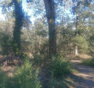 Les trois parcs de Colomiers - Lise - 3