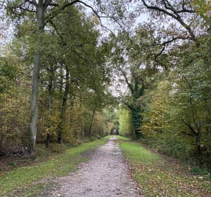 Promenade en forêt de Vaires-sur-Marne - Vaires-sur-Marne - 2