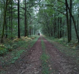 Balade en forêt de Saint-Sauvant - Rom - 2