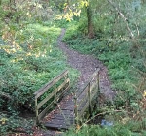 Vallée de l'Odon, bois des amis de Jean Bosco à Gavrus - Gavrus - 3