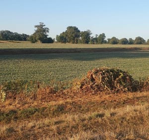 Balade champêtre à Courçais par le Paradis - Courçais - 4