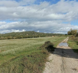Rians ente Vignes, canal et forêt - Rians - 2