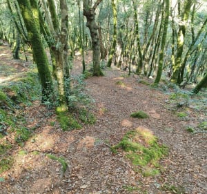 Lus in de Stangala-kloven - Quimper - 2