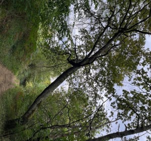 Balade en forêt de Balabay - Louey - 2