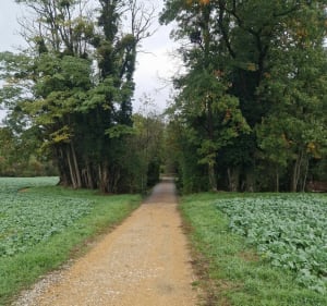 La nature, entre France et Suisse - Saint-Julien-en-Genevois - 2