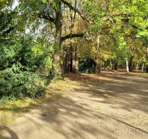 Couleurs d'automne- le bois de la grange, l'Yerres et le Réveillon - Villecresnes - 2