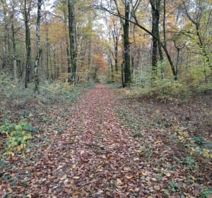 De Montigny à Cons à travers bois - Bernard - 2