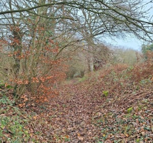 Plerneuf, sa campagne, ses calvaires, voie romaine et bois - Murielle - 2