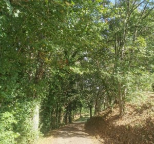 Circuit du Vieux Moulin à Mirandol-Bourgnounac - Leslie - 3