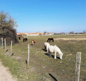 Départ de Berck-sur-mer vers Baie d'Authie avec Opale-Bike - Berck - 2