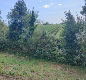 Le long du Rhône au Château d'Avignon - Saintes-Maries-de-la-Mer - 2