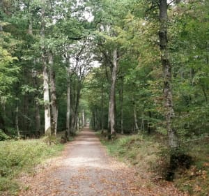 Randonnée dans le massif forestier d'Evreux-la-Madeleine - Évreux - 3