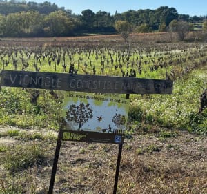 Vers Saint Cyr en roue libre Forêt de la Gâche et la dune - Le Castellet - 2