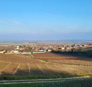 Boucle Villers-Marmery par la reserve des Faux de Verzy - Villers-Marmery - 2