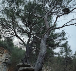 Arche naturel la Ciotat - La Ciotat - 5