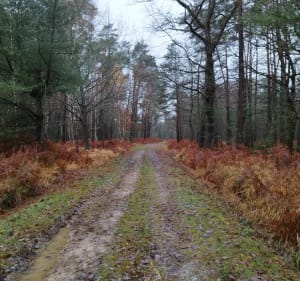 Balade autour du Bois de Béchannoz et Bois des Mavauvres - Saint-Étienne-du-Bois - 2
