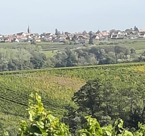 Sortie vélo : Couleurs d'automne sur Dambach-la-Ville - Gérard - 3
