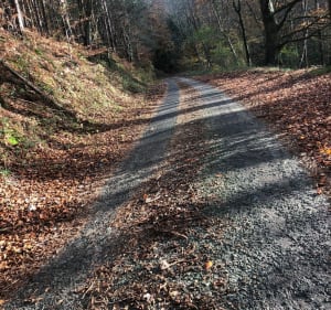 Sortie dans la forêt de bretonne - Charles - 2