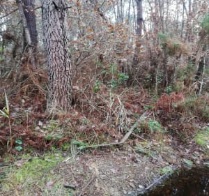 Le petit Sarnac - Vendays-Montalivet - 2