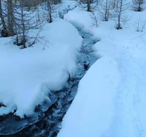 Petit sur les traces d'un lièvre variable - Gabrielle - 2