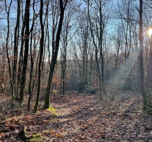 Sentier Viticole depuis Vieux Thann - Vieux-Thann - 2