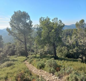 Le Versant Sud du Plateau de la Caume, crête des alpilles - Saint-Rémy-de-Provence - 2