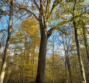 Sortie VTT dans les bois de Tellecey vers un chêne remarquable. - Christian - 2