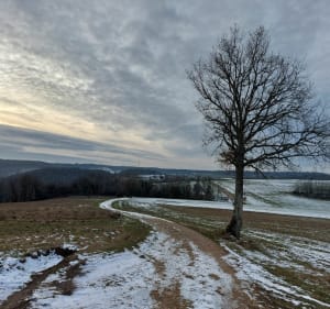 Forêt de Grenant - Grenant-lès-Sombernon - 2