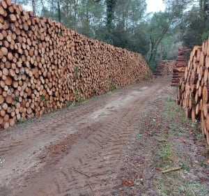 Balade  en forêt  à Ronce-les-Bains 17 - La Tremblade - 2