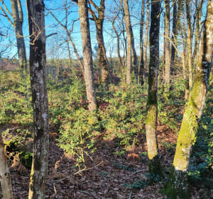Balade sous les bois à Sarcé - Sarcé - 2