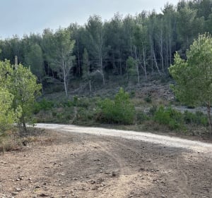 Entre vignes et forêt de pins - Espira-de-l'Agly - 2