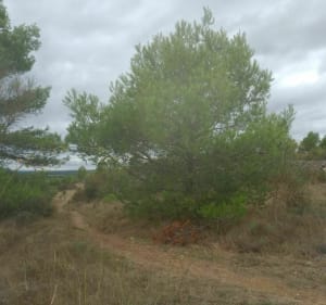 Entre vignes et garrigues - Claude - 4