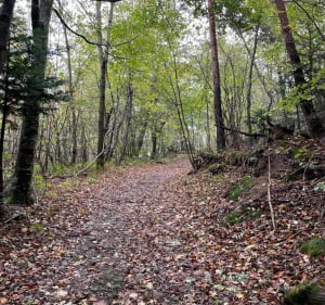 Entre campagne et bois autour de Lérigneux - Lérigneux - 2