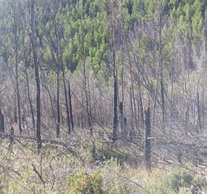 Du Barroux à La Roque-Alric entre forêt et vignes - Le Barroux - 2