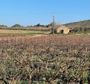 Balade facile à la sortie du village de Générac, par Puech Lachet - Bernadette - 2