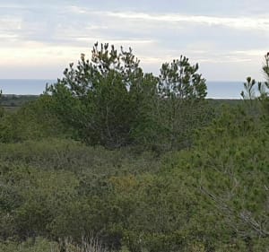 La Clape sur fond de mer - Fleury - 2