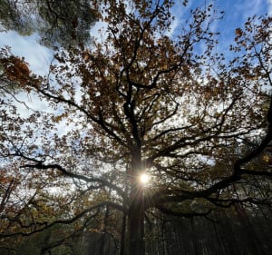 Randonnée autour de Poigny-la-Forêt - Rambouillet - 2
