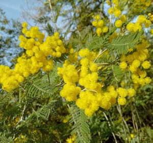 In de schaduw van mimosa's - Tanneron - 2