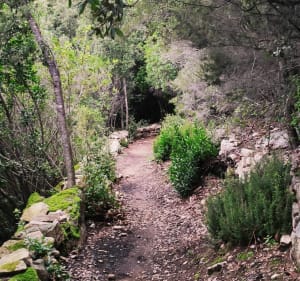 U Chjassu di i Carbunari- Le chemin descharbonniers. - Valle-di-Mezzana - 2