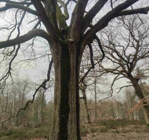 Forêt de Sénart et Chamarande - Chamarande - 2