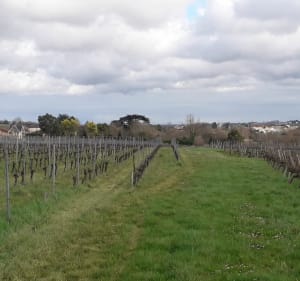 Balade à Saint Seurin de Bourg - Saint-Seurin-de-Bourg - 2